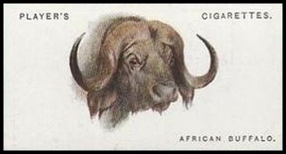 9 African Buffalo